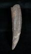 Fossil Sperm Whale Tooth - Inches (Miocene) #3842-1